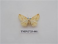 藏品(尺蛾280)的圖片